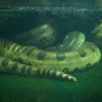 Slangen Groene anaconda